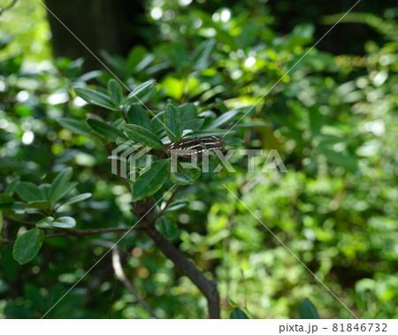 ガの仲間のヒロエオトンボシャク ガの仲間のヒロエオトンボシャク 81846732