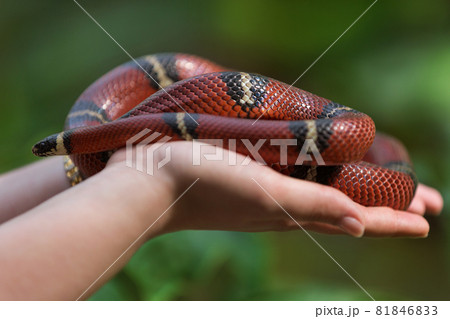 on the female palms sits the royal snake, against the backdrop of greenery, an exotic animal 81846833