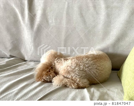 ソファで寝ているトイプードル 81847047