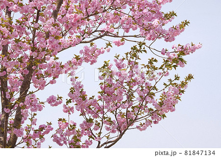 八重桜 81847134