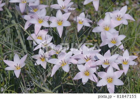 チューリップ 81847155