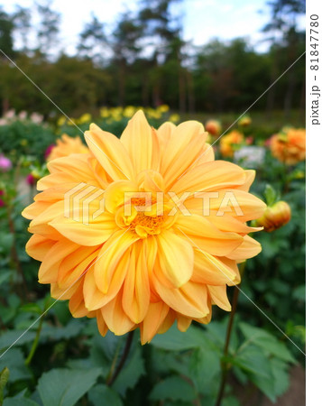 満開のダリア　天竺牡丹 81847780