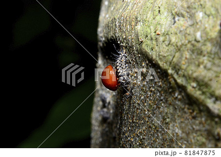Baby red ladybug and the cocoon on bark Baby red ladybug and the cocoon on bark 81847875