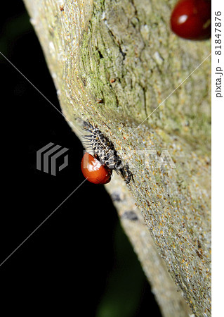 Baby red ladybug and the cocoon on bark 81847876