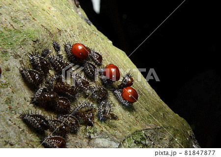 Baby red ladybug and the cocoon on bark 81847877