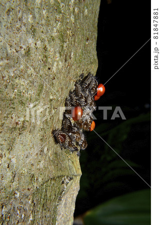 Baby red ladybug and the cocoon on bark 81847881
