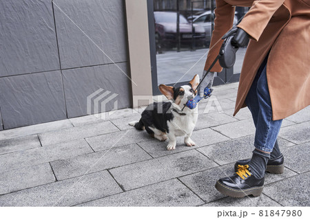 Woman with artificial limb gives a sniff of a toy to her corgi dog 81847980