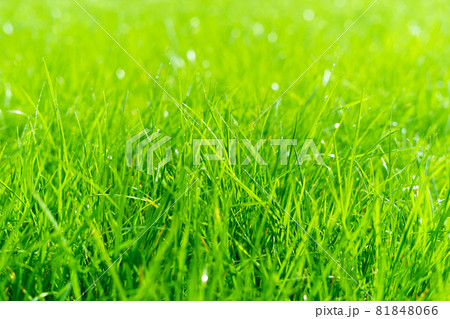 Closeup of uncut green grass with drops of dew in soft morning light. Soft focus. Closeup of uncut green grass with drops of dew in soft morning light. Soft focus. 81848066
