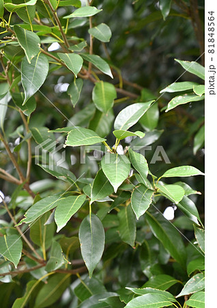 樹木　アカガシ　ブナ科 81848564