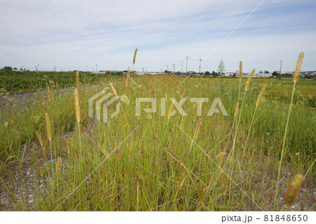 白岩川にかかる和合橋付近の様子　富山県中新川郡上市町 81848650