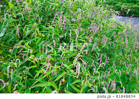 白岩川にかかる和合橋付近の様子 富山県中新川郡上市町 白岩川にかかる和合橋付近の様子 富山県中新川郡上市町 81848654