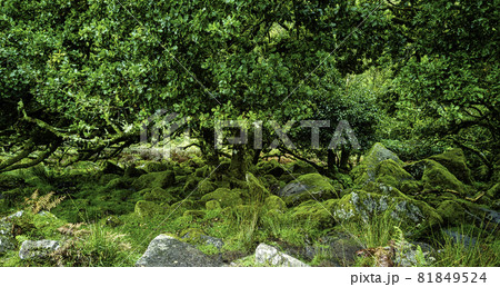 Wistman's Wood - mystic oakwood on Dartmoor, Devon, United Kingdom Wistman's Wood - mystic oakwood on Dartmoor, Devon, United Kingdom 81849524
