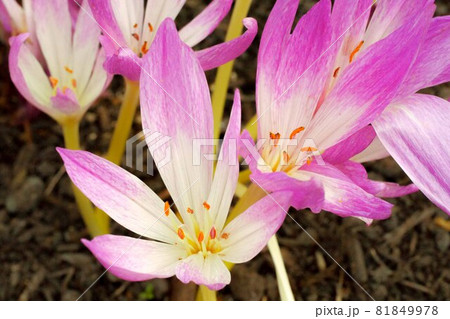 紫ピンクのサフランの花 紫ピンクのサフランの花 81849978