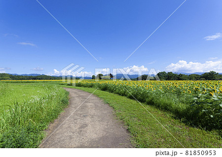 ひまわりのある風景 ひまわりのある風景 81850953