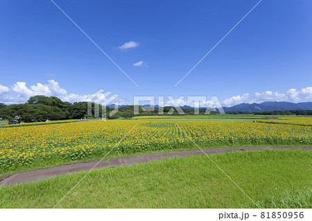 ひまわりのある風景 81850956