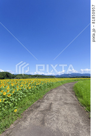 ひまわりのある風景 ひまわりのある風景 81850957