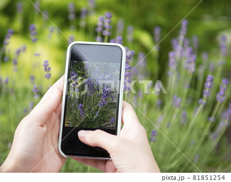 Girl taking pictures of lavender flowers 81851254