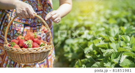 Asian beautiful woman is picking strawberry in the fruit garden on a sunny day. Fresh ripe organic strawberries in a wooden basket, Filling up a basket full of fruit. Outdoor seasonal fruit picking. 81851981