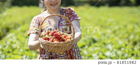 Asian beautiful woman is picking strawberry in the fruit garden on a sunny day. Fresh ripe organic strawberries in a wooden basket, Filling up a basket full of fruit. Outdoor seasonal fruit picking. Asian beautiful woman is picking strawberry in the fruit garden on a sunny day. Fresh ripe organic strawberries in a wooden basket, Filling up a basket full of fruit. Outdoor seasonal fruit picking. 81851982