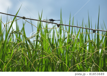 秋の風景　青空とオオシオカラトンボと稲穂 81853689