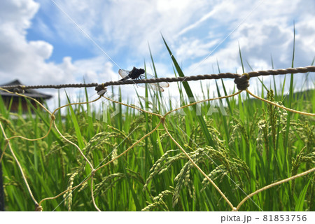 秋の風景　青空とオオシオカラトンボと稲穂 81853756