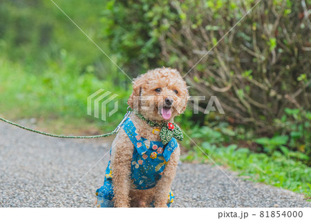田んぼで犬と散歩 田んぼで犬と散歩 81854000