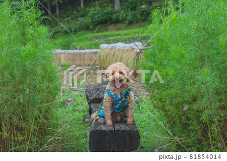 田んぼで犬と散歩 81854014