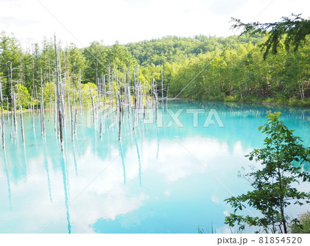 北海道の美瑛の観光地「青い池」 81854520