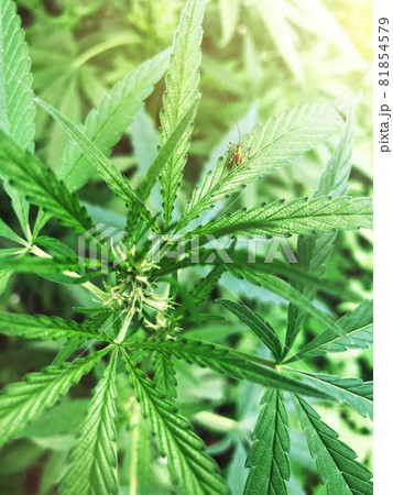 Leaves of flowering marijuana bush top view. 81854579