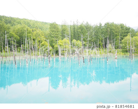 北海道の美瑛の観光地「青い池」 北海道の美瑛の観光地「青い池」 81854681