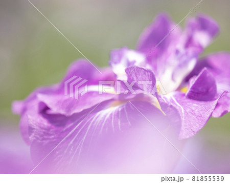 花菖蒲の紫色の世界【花・植物】 花菖蒲の紫色の世界【花・植物】 81855539