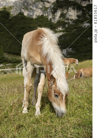 Grazing horses 81855617