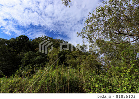 小網代の森(夏) 小網代の森(夏) 81856103