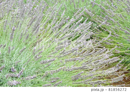 ラベンダー花 81856272