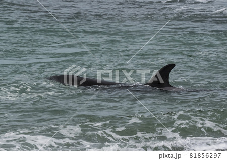 Orca attacking sea lions, Patagonia Argentina Orca attacking sea lions, Patagonia Argentina 81856297