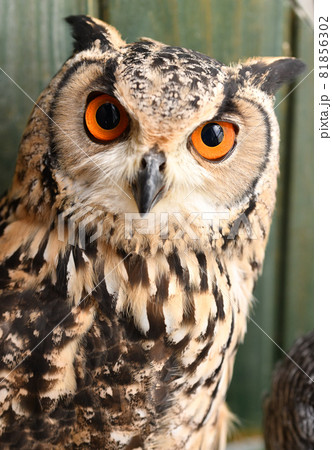 鷲のようで飼うのに人気なワシミミズク 鷲のようで飼うのに人気なワシミミズク 81856302