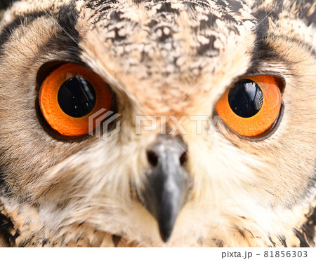 鷲のようで飼うのに人気なワシミミズク 81856303