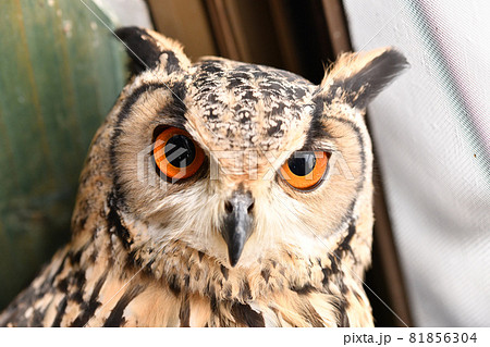 鷲のようで飼うのに人気なワシミミズク 鷲のようで飼うのに人気なワシミミズク 81856304