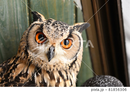 鷲のようで飼うのに人気なワシミミズク 鷲のようで飼うのに人気なワシミミズク 81856306