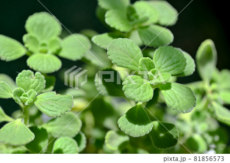 アロマティカス 81856573