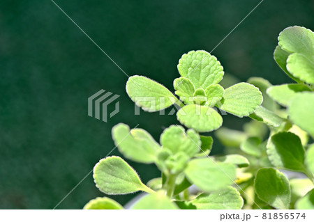 アロマティカス 81856574