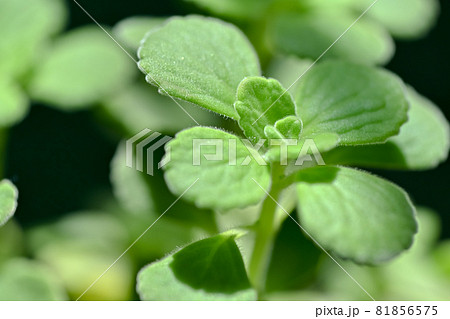 アロマティカス 81856575