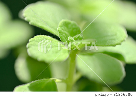 アロマティカス 81856580