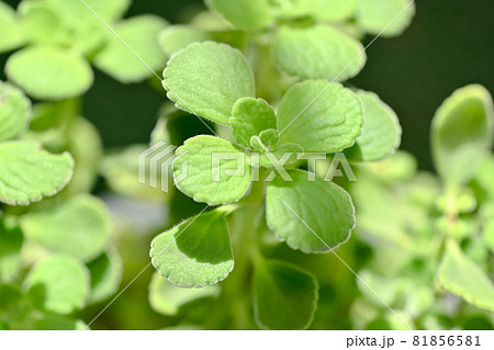 アロマティカス 81856581