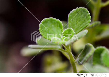 アロマティカス アロマティカス 81856583