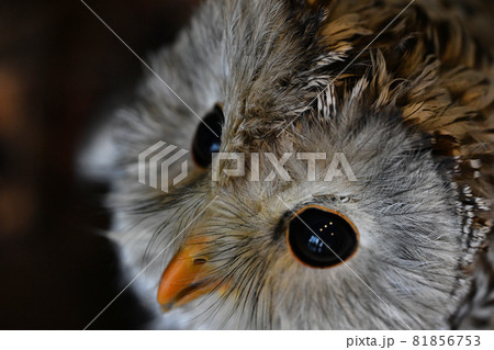 上から撮るとかわいいアメリカフクロウ 81856753