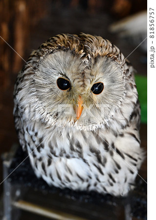 上から撮るとかわいいアメリカフクロウ 81856757