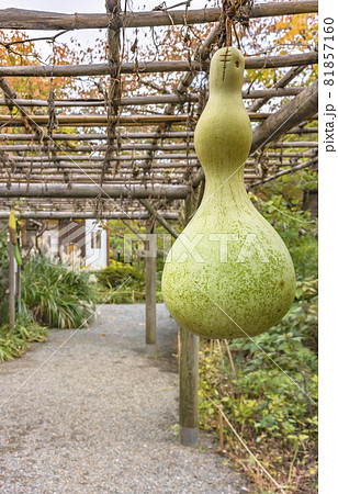 [東京・東向島] 向島百花園のパーゴラに吊ってある瓢箪のクローズアップ。 81857160