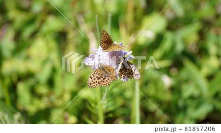 マツムシソウの蜜を吸うコヒョウモン マツムシソウの蜜を吸うコヒョウモン 81857206