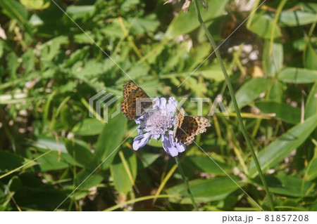 マツムシソウの蜜を吸うコヒョウモン マツムシソウの蜜を吸うコヒョウモン 81857208